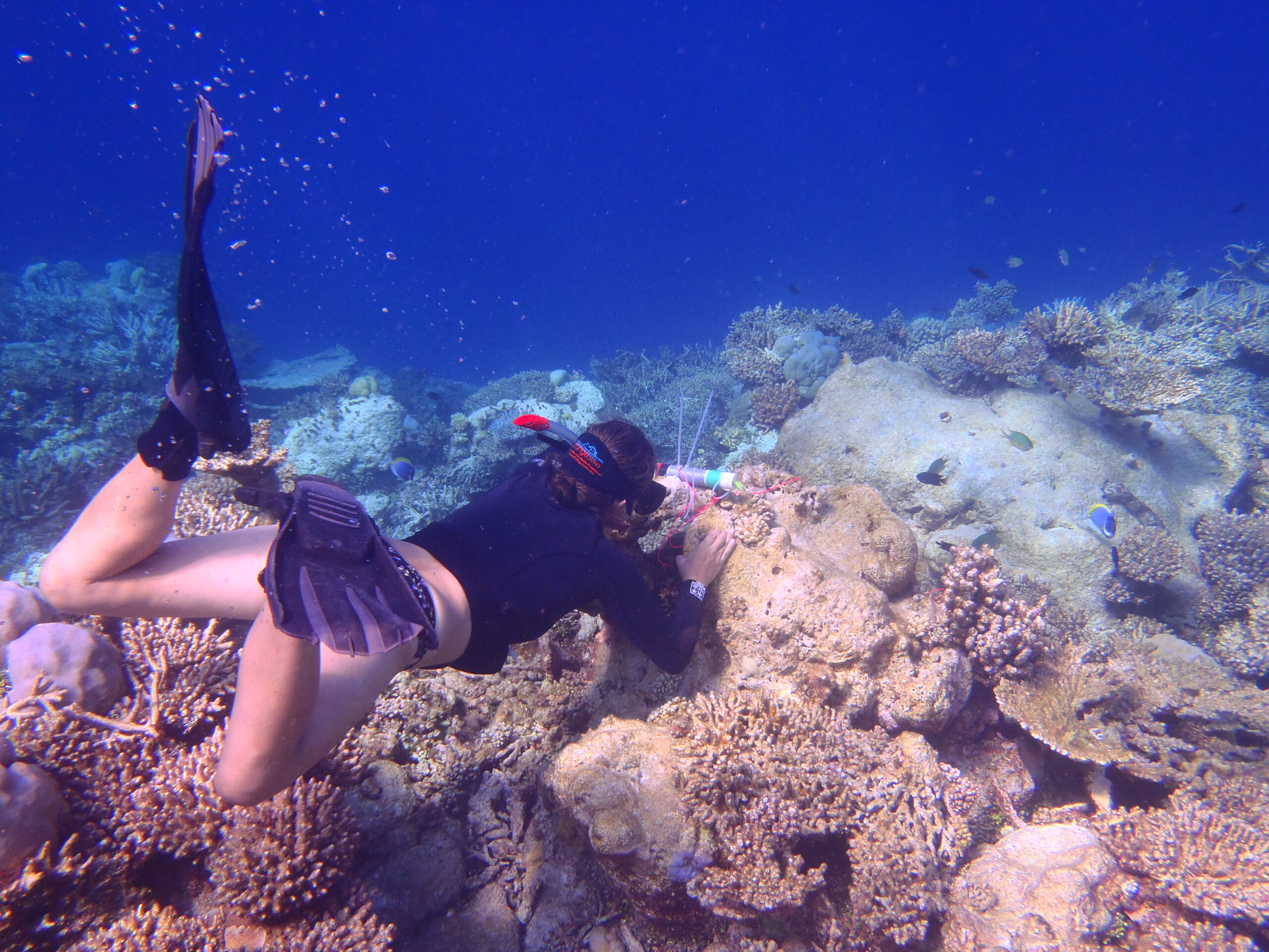 Coral Reef Morphodynamics