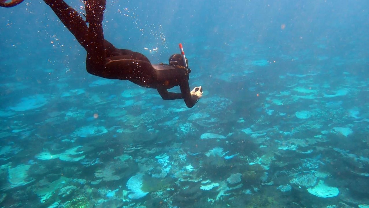 Field Trip to One Tree Island on the Great Barrier Reef